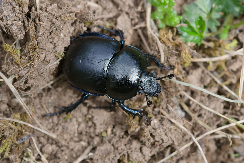 10 Trypocopris vernalis.jpg